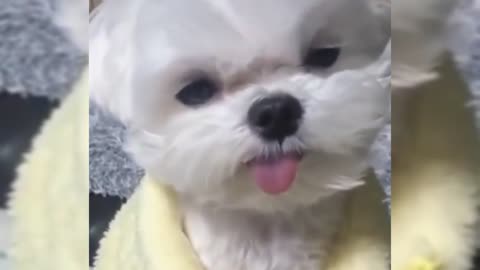 Cute dogs doing funny things 🐕