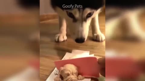 😍Cat Reaction to Cutting Cake😍