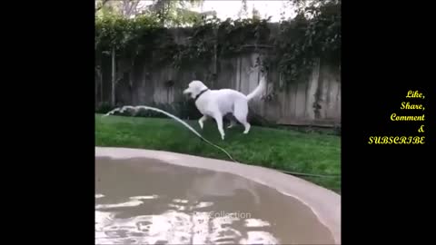 Cute and funny Pet Videos