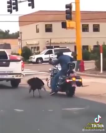 The turkey didn't let the guy pass by