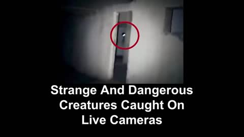 Strange And Dangerous Creatures Caught On Live Cameras