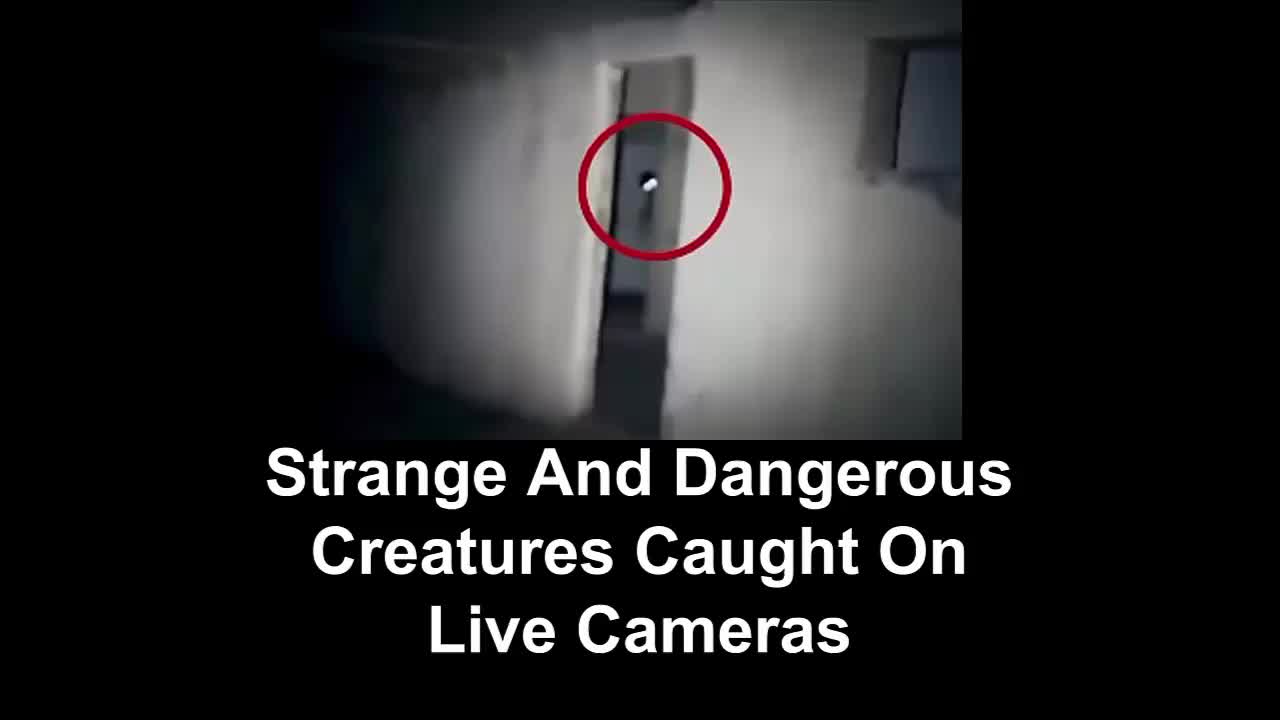 Strange And Dangerous Creatures Caught On Live Cameras