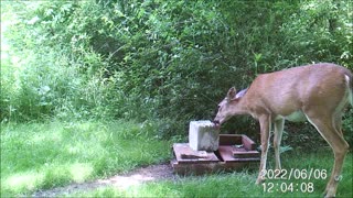 Backyard Trail Cams - Doe at Salt Block