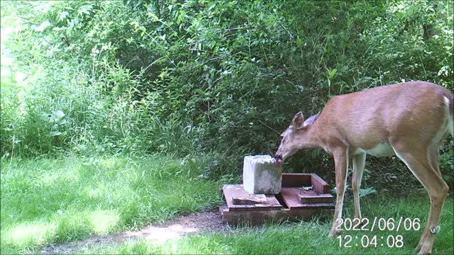 Backyard Trail Cams - Doe at Salt Block