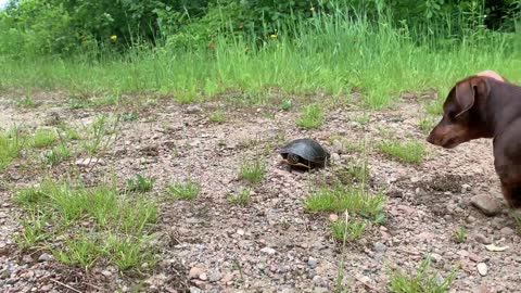 Dog Doesn't Take Kindly to Turtle