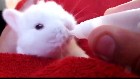 Little bunny drinks milk