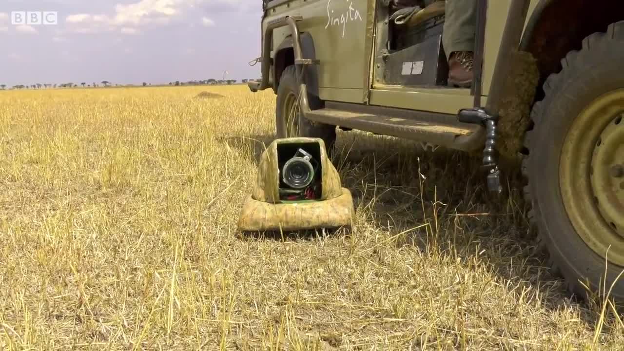 Lion Cubs Play With Spy Cam | Serengeti: Behind The Scenes | BBC Earth