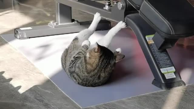 Cat growing up in the gym