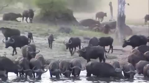 Buffalo Vs Leopard, Lion Receives Fierce Attacks From The Buffalo Herd💤 Animals In Africa