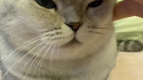 Cute cat, there must be something cute