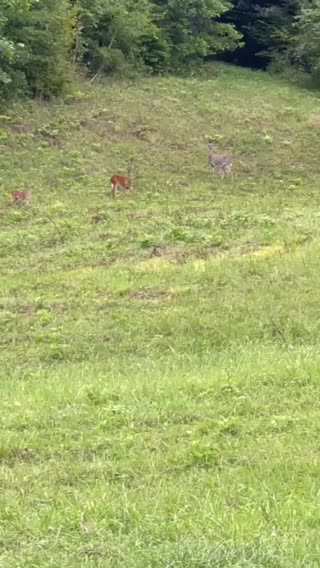 Deer family on the mountain!