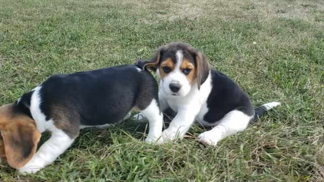 Georgie 7wk 2