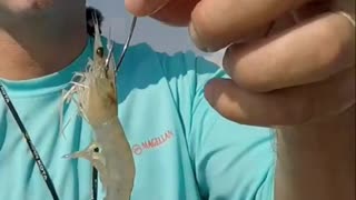 Catch More Fish! Live Shrimp Techniques with Popping Corks