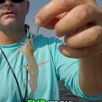 Catch More Fish! Live Shrimp Techniques with Popping Corks
