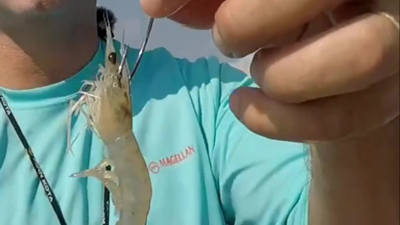 Catch More Fish! Live Shrimp Techniques with Popping Corks