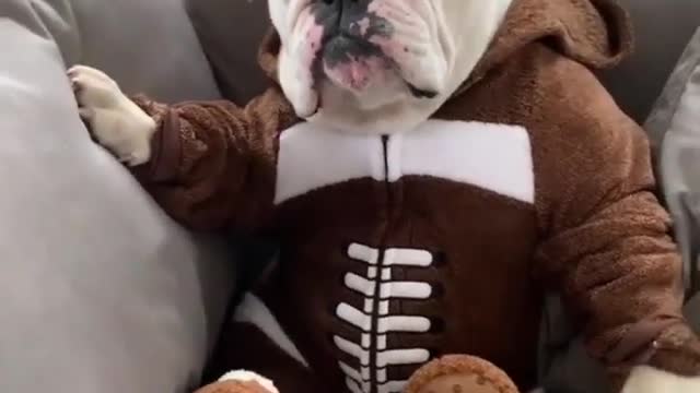 Cachorro sentado fazendo seu lanche
