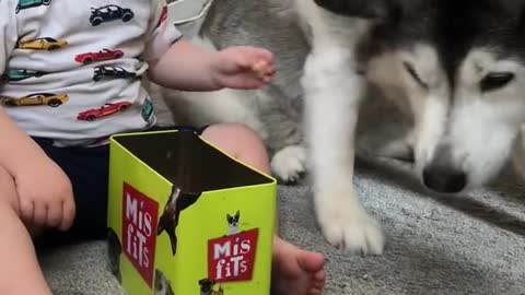 The Full 4 Year Story Of My Husky & Baby