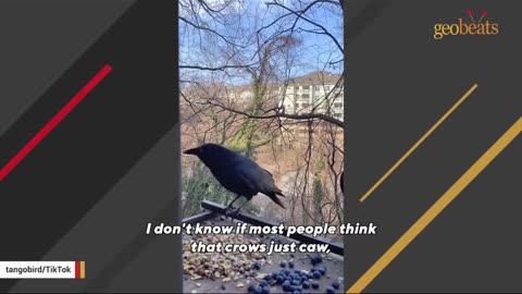 Crow brings money for woman after she feeds him