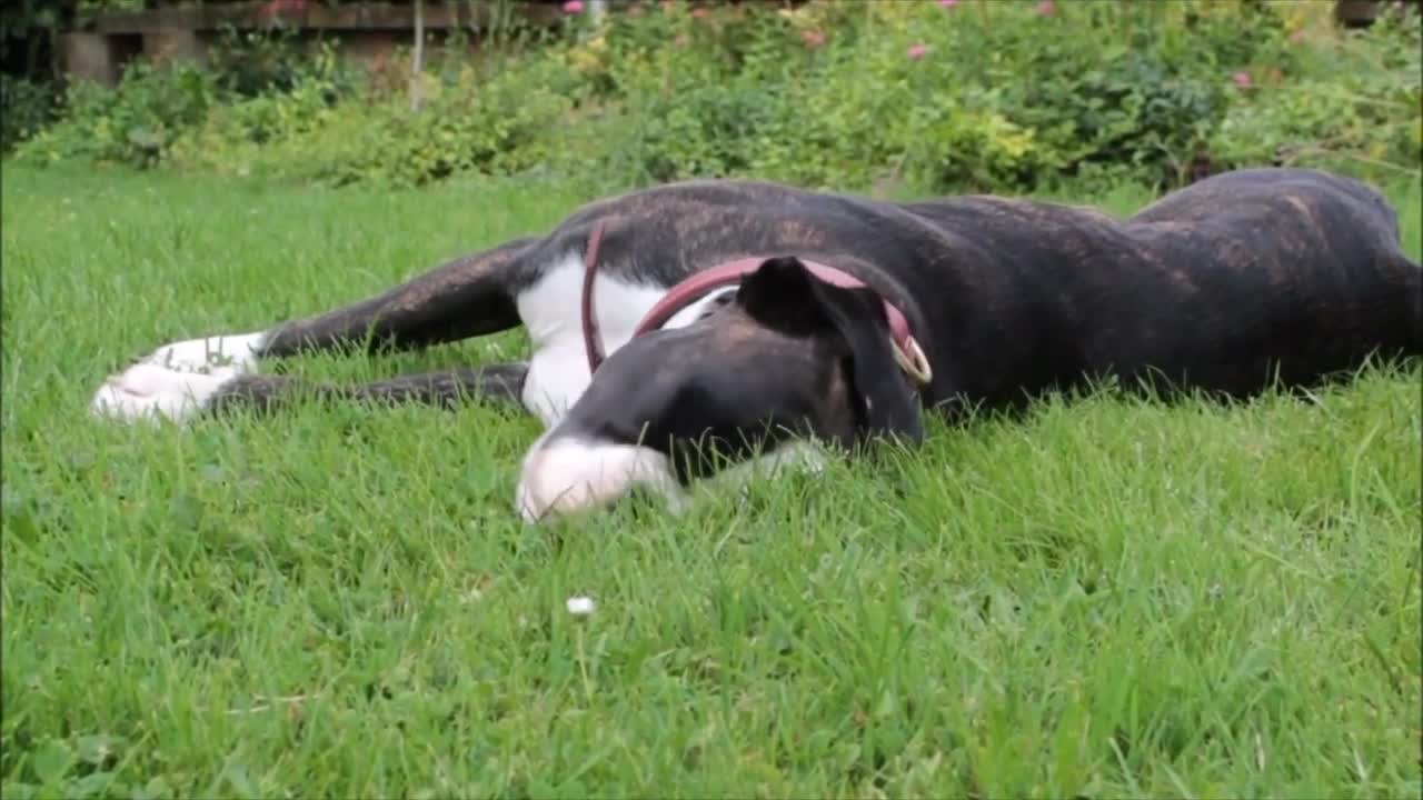 Dogs tairening video dogs love video dogs videos
