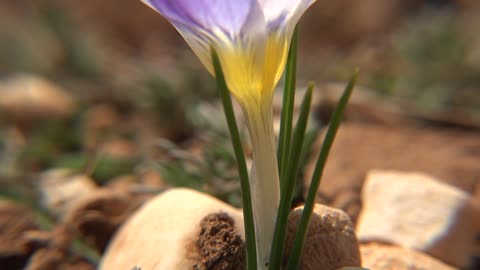 Beautiful purple flower close up