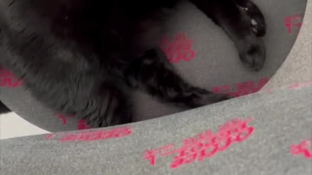 Adopting a Cat from a Shelter Vlog - Beautiful Black Cat Sleeping on Office Chair #shorts