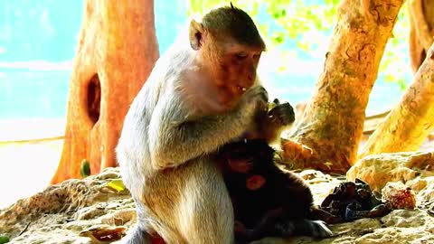 Newborn monkey sleeping.