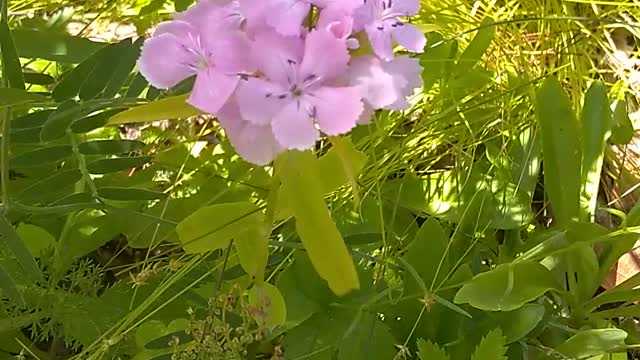 Sweet William