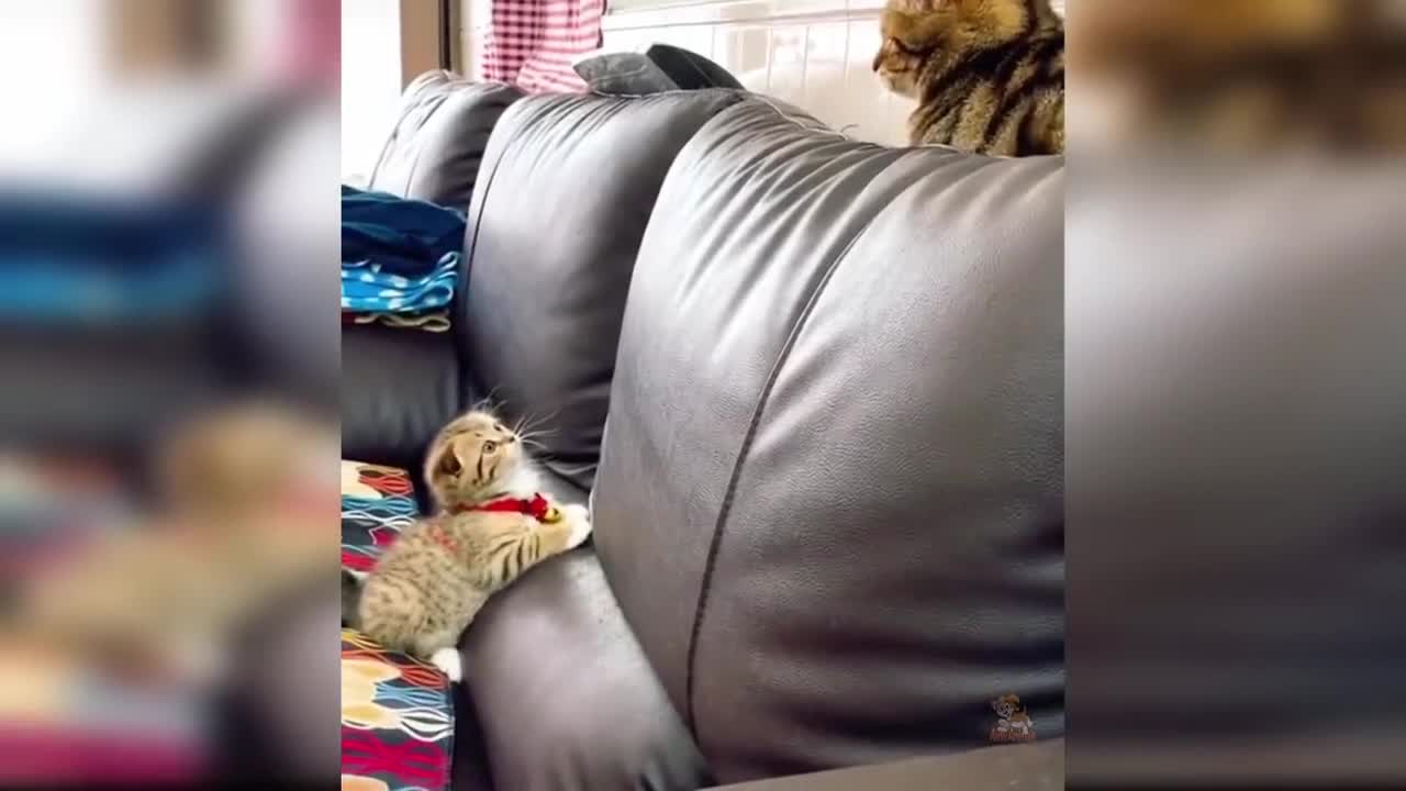 Cute cat video (11), cute and funny kitty, funny cat
