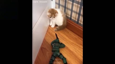 Cute Pet compilation 1