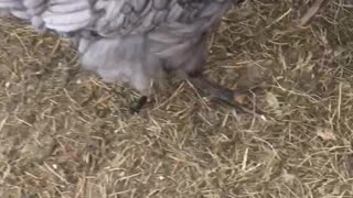 I was chasing the chickens