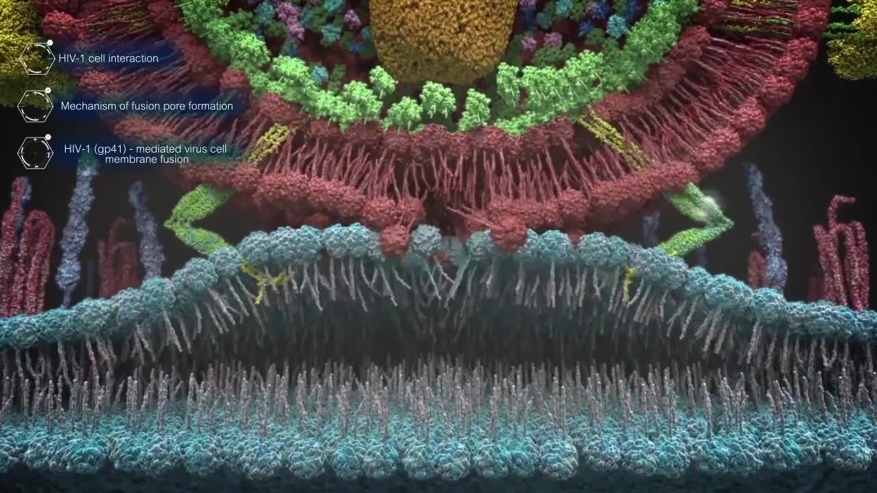 HIV virus entry process