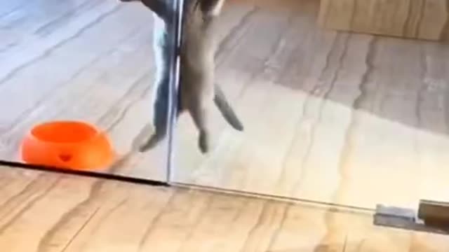 Super Cute cat performing - must watch