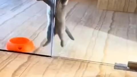 Super Cute cat performing - must watch