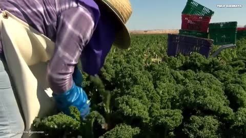 The Most Satisfying Kale Cultivation Technology - Kangkung Harvesting Process with Modern Technology