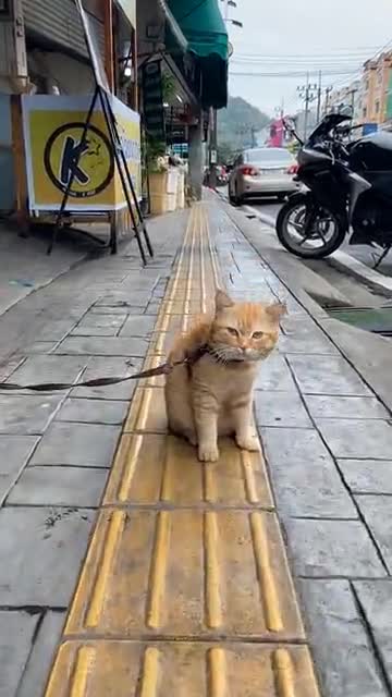 helpless cat is very sad