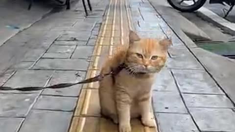 helpless cat is very sad