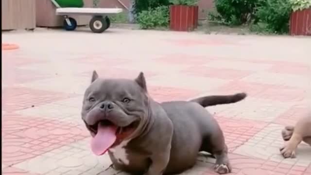 Great dog combination