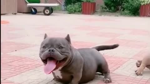 Great dog combination