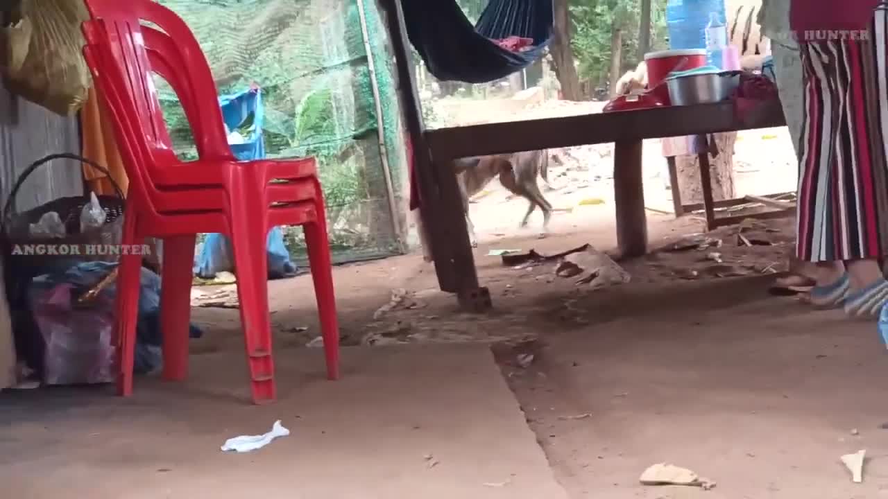 Tiger vs dog funny video