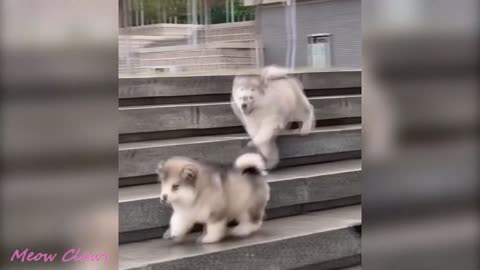 Cutest and Funniest Moments of Baby Alaskan Malamute