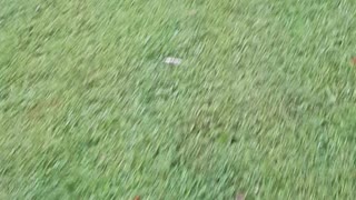 My adopted fawn scared the crap out of me..