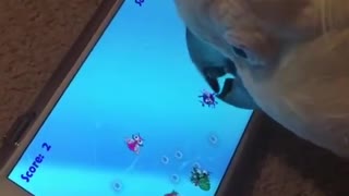 Gamer cockatoo plays video game on smartphone