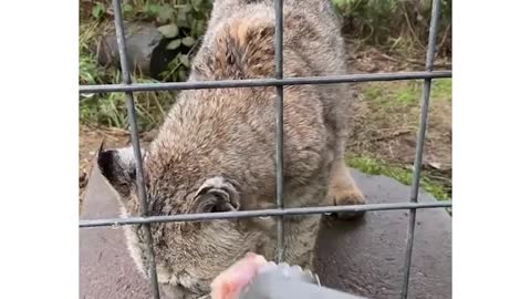 Big Cats Feeding time