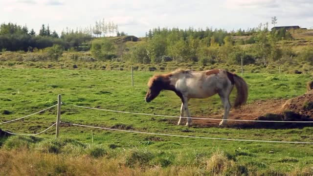 The most beautiful horses and animals in the world