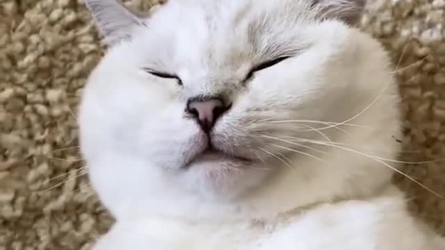 Dailing phone on cute cat , too much fun