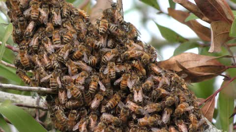 wild bees on a tree