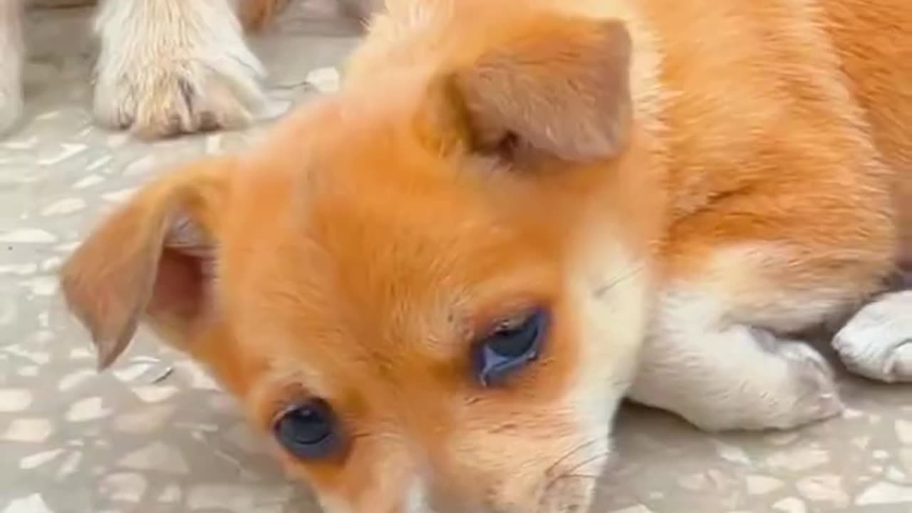 Animal video,dog video, cute puppy short video.