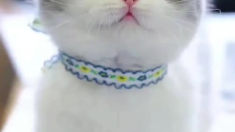 cute. like a stuffed animal