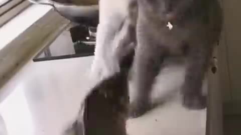 Funniest cat