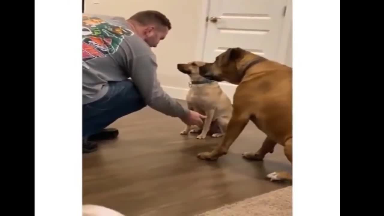 The Best Funny Videos
